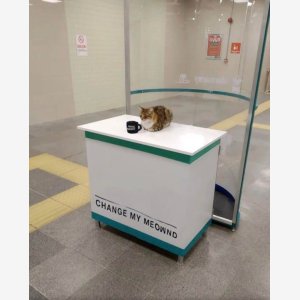 Change My Mind   Change My Meownd Empty Template   Cat, Sign